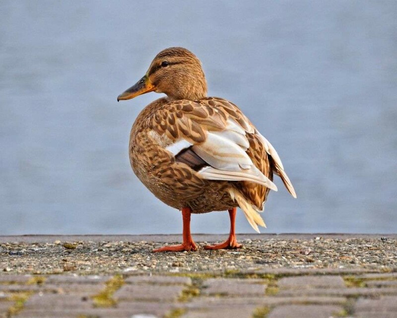 Duck Poop What It Looks Like & More Interesting FAQs