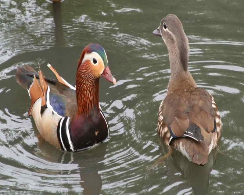 Duck Poop What It Looks Like & More Interesting FAQs