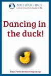 Dancing in the duck- an image of a duck pun