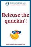 Release the quackin’!- an image of a duck pun