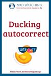 Ducking autocorrect- an image of a duck pun