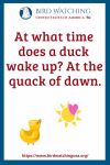 At what time does a duck wake up? At the quack of dawn.- an image of a duck pun