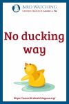 No ducking way- an image of a duck pun