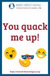 You quack me up- an image of a duck pun