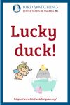Lucky duck- an image of a duck pun