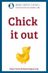 Chick it out- an image of a duck pun