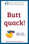 Butt quack- an image of a duck pun