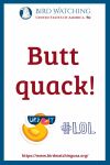Butt quack- an image of a duck pun