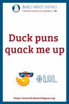 Duck puns quack me up- an image of a duck pun