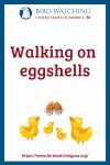 Walking on eggshells- an image of a duck pun