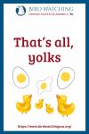 That’s all, yolks- an image of a duck pun