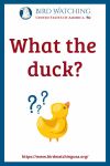 What the duck? - an image of a duck pun