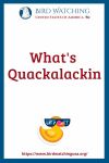 What's Quackalackin- an image of a duck pun