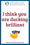 I think you are ducking brilliant- an image of a duck pun