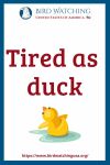 Tired as duck- an image of a duck pun