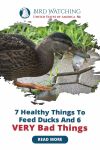 7 Healthy Things to Feed Ducks And 6 Very Bad Things Thumbnail