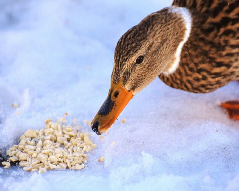 7 Healthy Things to Feed Ducks And 6 Very Bad Things