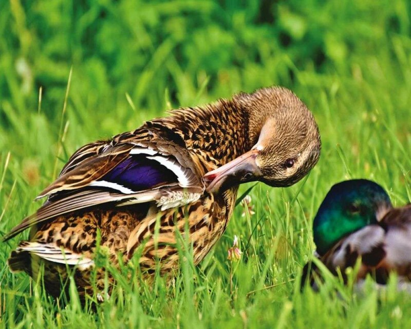 7 Healthy Things to Feed Ducks And 6 Very Bad Things