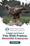 5 Eagles You’ll See If You Visit France – Beautiful Creatures Thumbnail