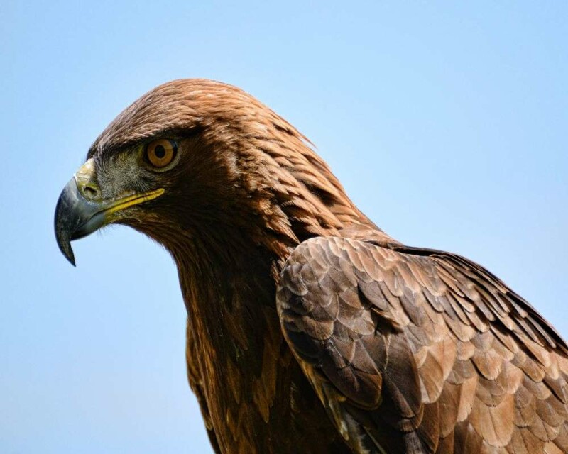 5 Eagles You’ll See If You Visit France Beautiful Creatures