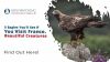 5 Eagles You’ll See If You Visit France – Beautiful Creatures Thumbnail