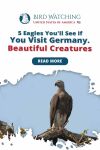 5 Eagles You’ll See If You Visit Germany - Beautiful Creatures Thumbnail