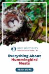 Everything About Hummingbird Nests - Impressive Facts to Know All in One Post Thumbnail