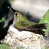 female hummingbird in nest