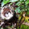 hummingbird eggs in nest