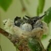 hummingbird nest