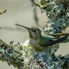 hummingbird sitting in nest