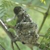 single hummingbird in nest