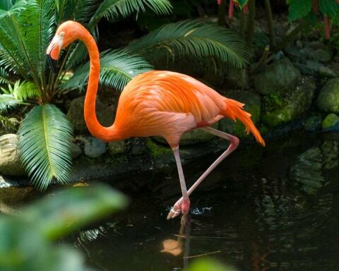 Can You Legally Own a Flamingo? How Much Does It Cost?