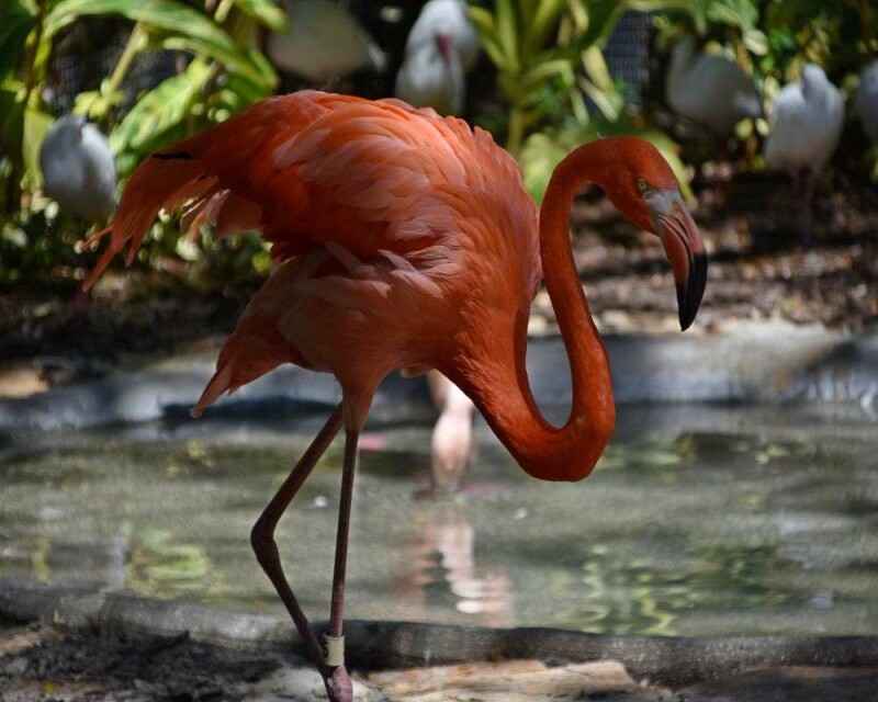 Can You Legally Own a Flamingo? How Much Does It Cost?