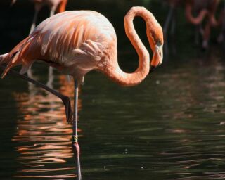 Can You Legally Own a Flamingo? How Much Does It Cost?