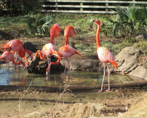 Can You Legally Own a Flamingo? How Much Does It Cost?