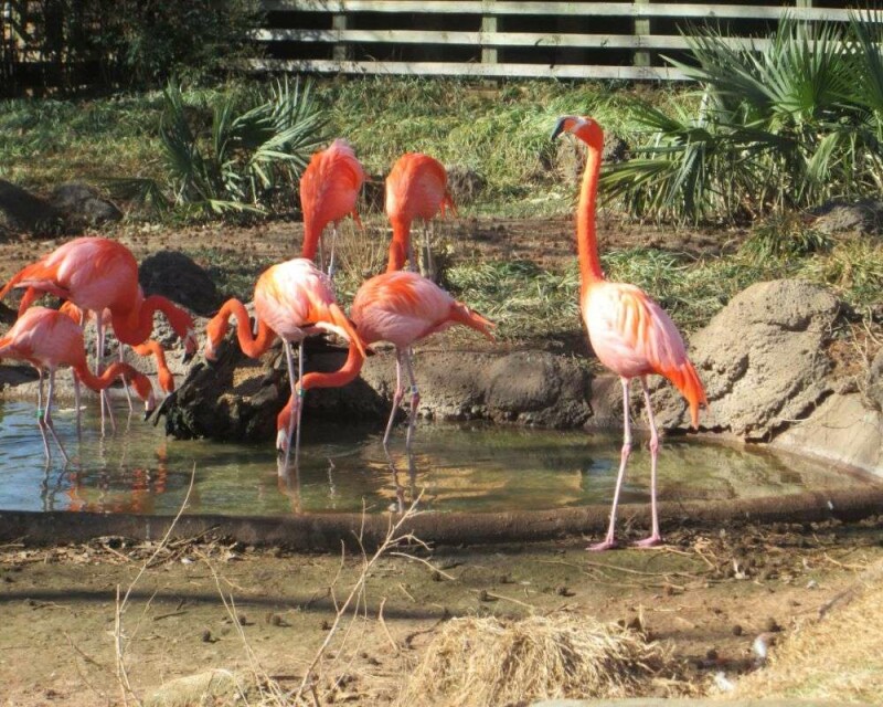 Can You Legally Own a Flamingo? How Much Does It Cost?