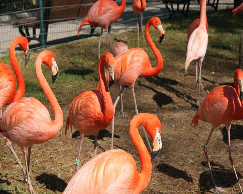 how much does flamingo make