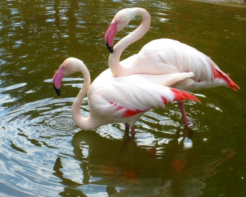 Can You Legally Own a Flamingo? How Much Does It Cost?