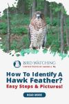 How To Identify A Hawk Feather? Easy Steps And Pictures! Thumbnail