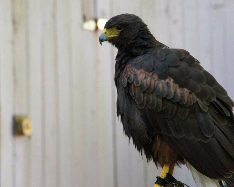 How To Identify A Hawk Feather? Easy Steps And Pictures!