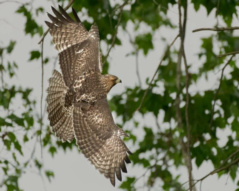 How To Identify A Hawk Feather? Easy Steps And Pictures!