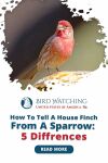 How To Tell a House Finch from A Sparrow - 5 Differences! Thumbnail