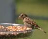 female finch feeding