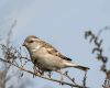 a female sparrow