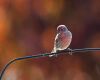 a house finch