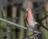 a house finch bird