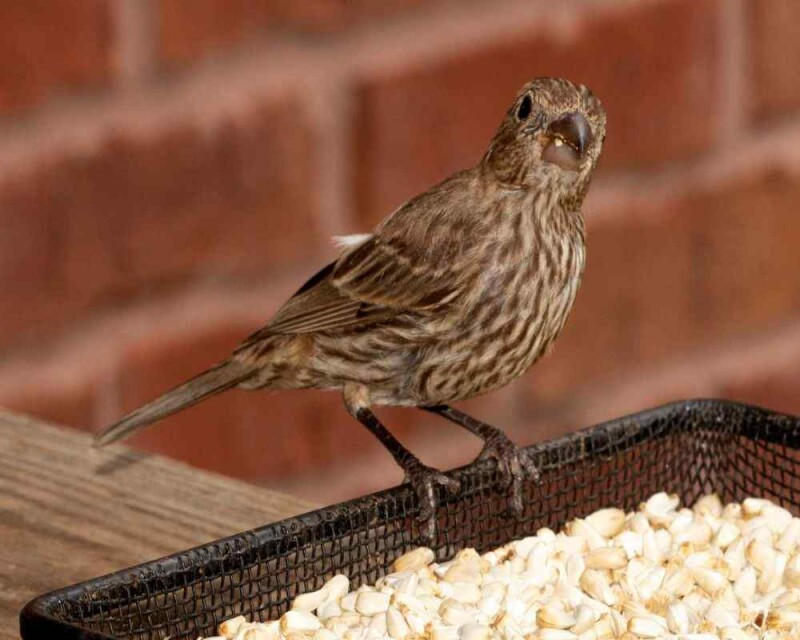 How To Tell a House Finch from A Sparrow - 5 Differences!