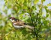 a house sparrow