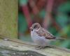 a house sparrow bird